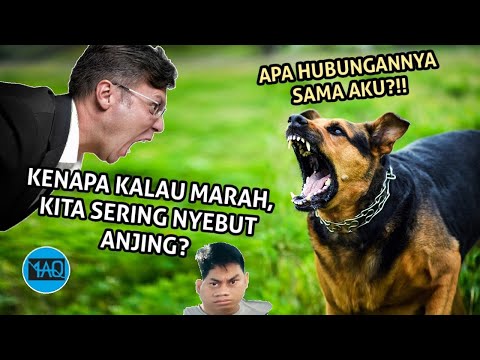 Video: Darah Anjing Anjing? Inilah Sebab Dan Apa Yang Perlu Dilakukan