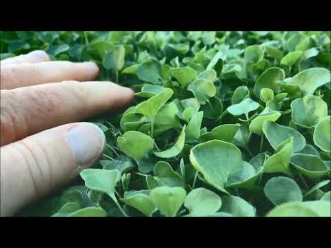 Video: Dichondra In Garden Design