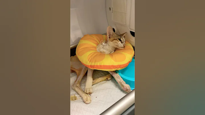 Video 10601641: abyssinian kitten cat, cute cat