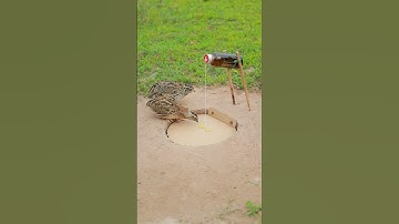 EASY Bird Trap Technique - Amazing Quail Trap #simple bird trap #shorts #technique