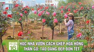 Học nhà vườn cách ghép hoa hồng thân gỗ: Tạo dáng đẹp đón Tết| VTC16