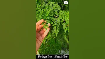 Moringa Tree Miracle Tree Medicine Of 300 Diseases Made By Plant Care With Sahar 