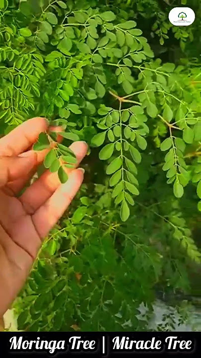 Moringa Tree | Miracle Tree | Medicine Of 300 Diseases | Made By Plant Care with Sahar