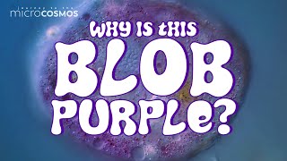 We&#39;ve Been Looking For This Purple Amoeba for 6 Years!