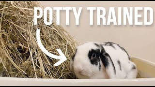 how to potty train a rabbit