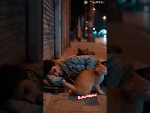 سبحان الله قط يدافع عن صديقه  اكسبلور   ضحك   ترند