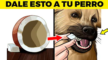 ¿Qué alimentos humanos pueden comer los perros?