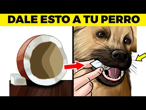 Video: 10 alimentos humanos aptos para perros para compartir con tu amigo peludo