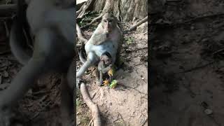 Funny Baby Monkey Hungry#shorts