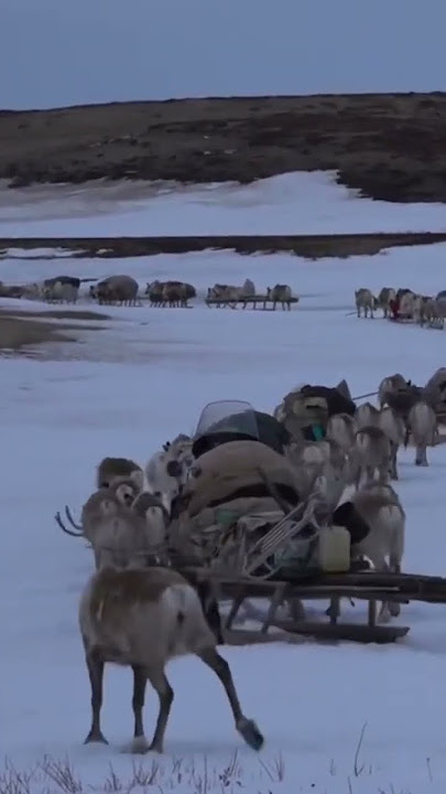 Beautiful World ✨ Arctic Reindeer Migration of the Nenet peoples ✨ #nomads #shorts #migration