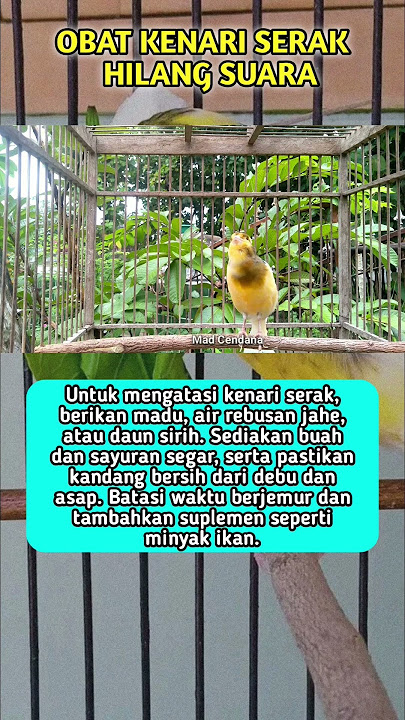 Obat Kenari Serak Hilang Suara #shorts