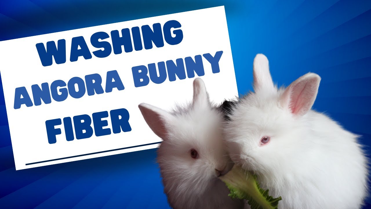 Washing angora bunny fiber. You won’t believe your eyes! Camaj Fiber