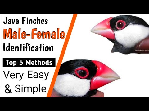 how to identify java bird male and female. java finch mai nar or mada ...