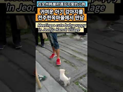 귀여운 아기 강아지를 전주한옥마을에서 만남...Meeting a cute baby puppy in Jeonju <strong>Hanok</strong> Village...在全州韩屋村遇见可爱的小狗
