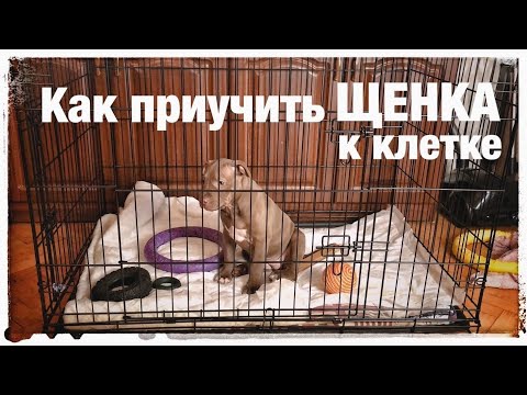 Как приучить щенка к клетке Что делает щенок один дома в клетке