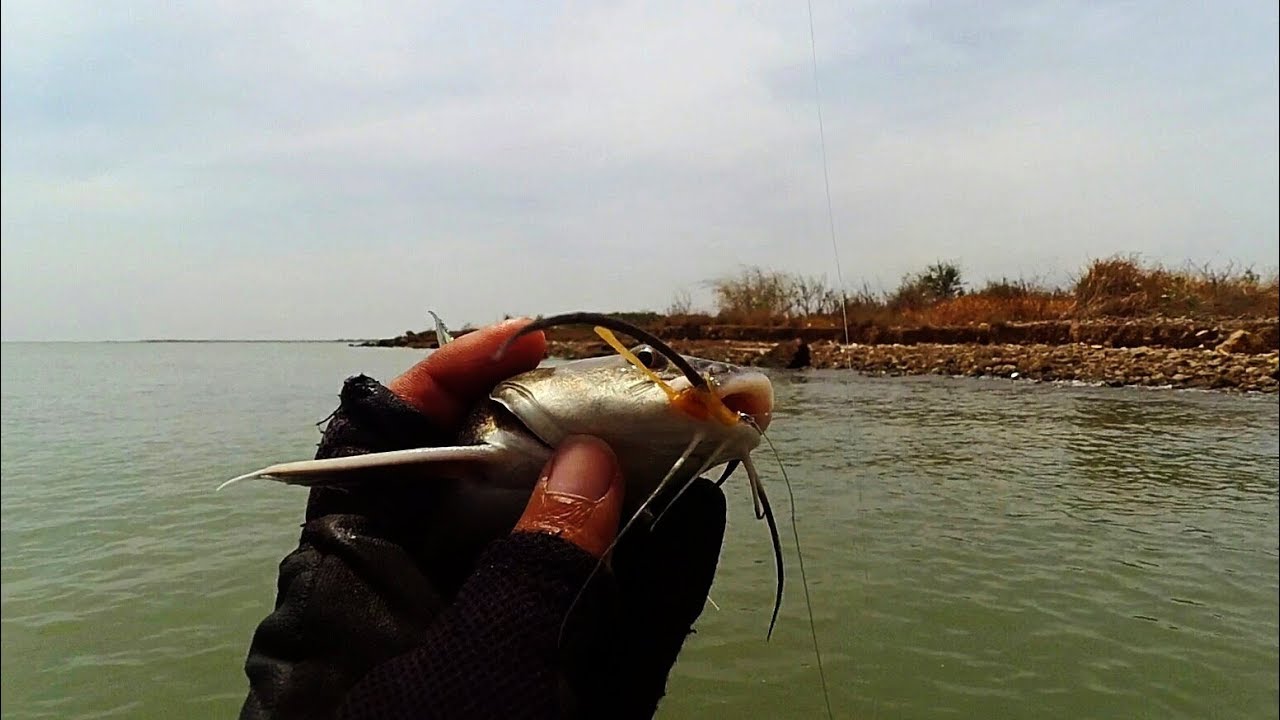 Mancing pakai umpan tiruan dari karet pentil sepeda dapat ikan kedukang