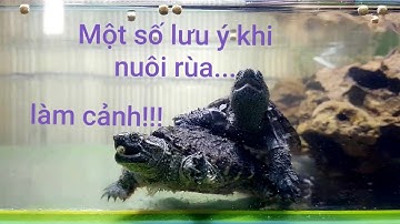 Tâm sự!Cách nuôi rùa nước như thế  nào hiệu quả|ThànhTrungPT