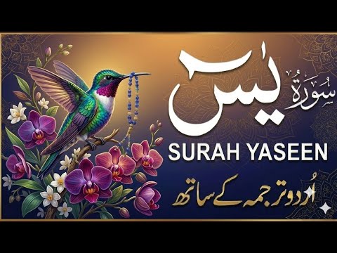 Surah Yaseen with Urdu Translation || Beautiful Quran Recitation for Peace & Healing (سورة  Ep 055