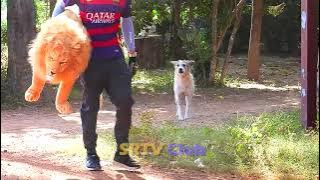 Apa jadinya jika anjing di'prank boneka singa ?