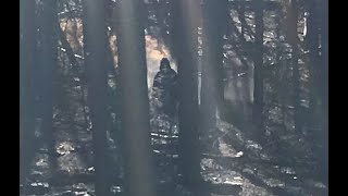Oregon Bigfoot Pictures never seen