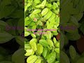 ##gardening ##gardenplants ##gardendelight ##gardentrees