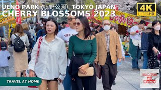 4k hdr Japan cherry blossoms 2023 | Walk in Ueno Park (上野公園）Tokyo | The best sakura viewing spots.