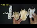 Comparative anatomy of the cervical vertebrae 3 - 7