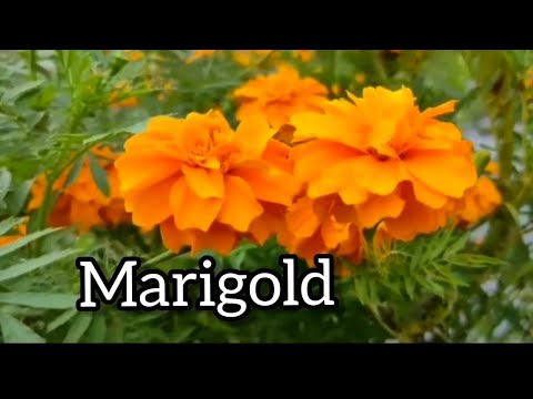 Video: Marigold (ramuan) - Khasiat Yang Berguna Dan Penggunaan Marigold, Bunga Marigold, Rebusan, Tingtur, Marigold Selama Kehamilan