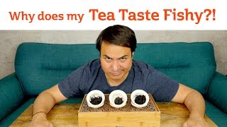 FISHY TEA?! What makes Ripe PuErh taste funky?