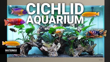 Kickstart Your Cichlid Journey: An Exciting Step-by-Step Tank Setup!