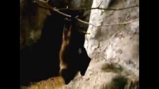 Slow motion.Orii flying fox moves.高速度撮影。移動するオリイオオコ...