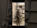 #fails #funny #funnyvideo #2026memes #compilation #humor #laugh #entertainment #fan