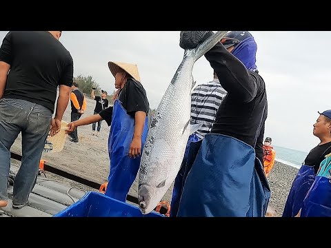 Cutting Indo-Pacific Sailfish | Giant Milkfish Cutting Skills-Taiwan Seafood