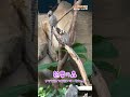 秋の味覚をたべてもらったよ #那須どうぶつ王国