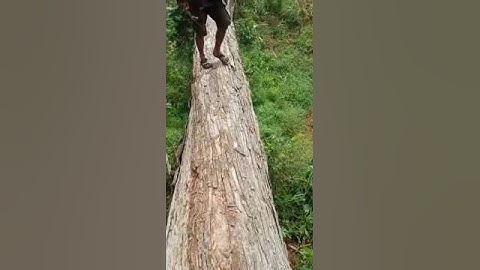 motong kayu jati terbesar se Jawa pnjng 20 mter diamter 120 cm