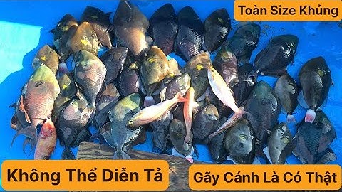 Câu Cá Biển Tự Nhiên, Được Ngày Tổ Đãi, Hòn Cân Nhơn Lý. TÝ FISHING ( Vietnamese fishing).