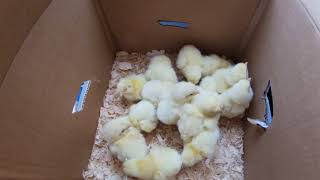Comment élever des poulets de chair facilement chez soi  (vlog #17)