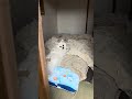 ばいきんまんが大好きな犬
