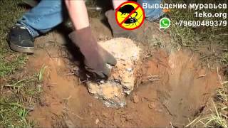 Внутренне строение муравейника