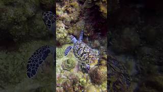 Suba diving in Roatan, Honduras #scubadiving #sandybay  #roatan #shorts