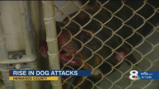 Spike in Dog Attacks Prompts Urgent Warning From Local Authorities