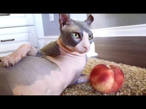 Hairless Cat Youtube