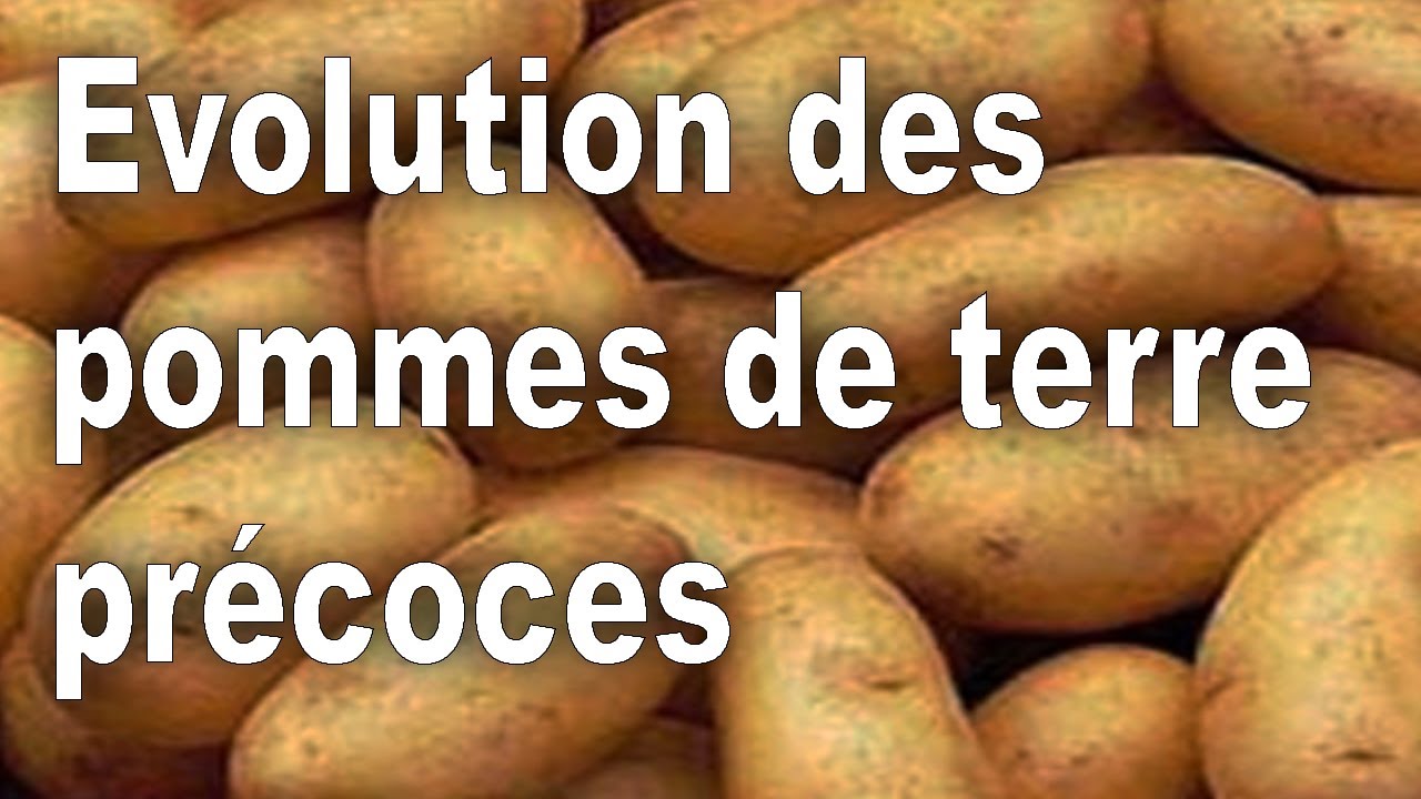 Evolution des pommes de terre précoces YouTube — free download