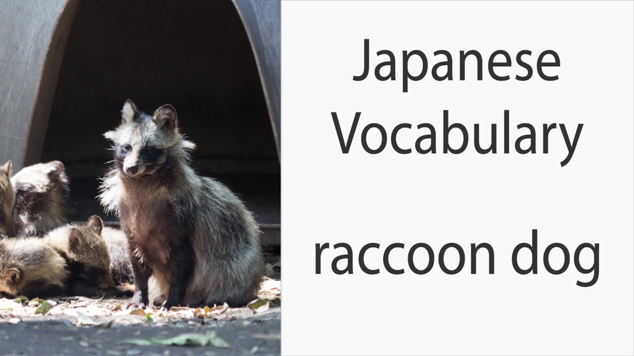 How to say "Raccoon Dog" in Japanese - YouTube