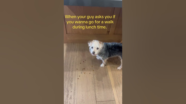 Dog can understand English well #funny #pets #dog #cutedog #puppy #funnyvideo #cute #animals #usa