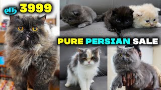 Pure Persian cat வளர்ப்பு முறை |Original Persian Kitten for sales | How to care Persian cat |