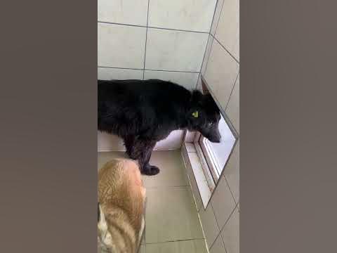 Спинальники 🐶 - YouTube