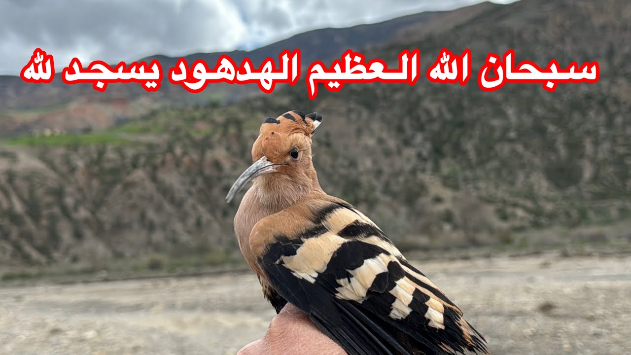 شاهد كيف سجد لله الهدهد في واد غيس سبحان الله إقليم الحسيمة 