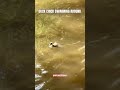 #Duck chick swimming around #kuiken zwemt rond #birds #Amsterdam #Netherlands