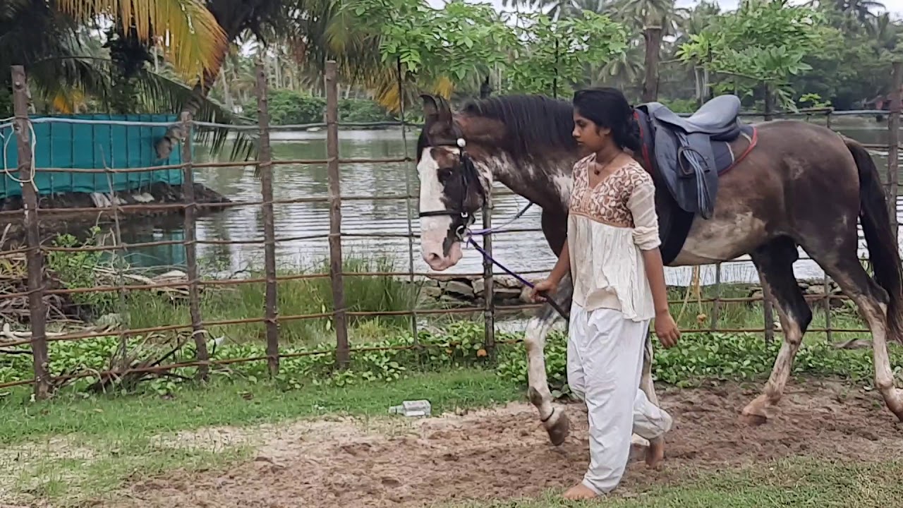 kairali stud farm YouTube